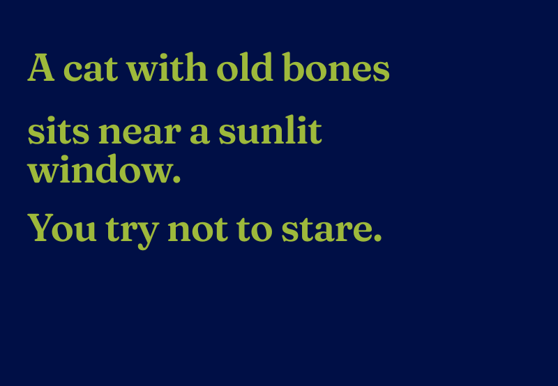 Haiku reads: A cat with old bones, sits near a sunlit window. You try not to stare.