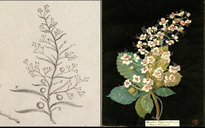 18th-century botanical illustrations