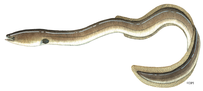 An illustration of a short-finned eel. (Image credit: Victorian Department of Jobs, Precincts and Regions)