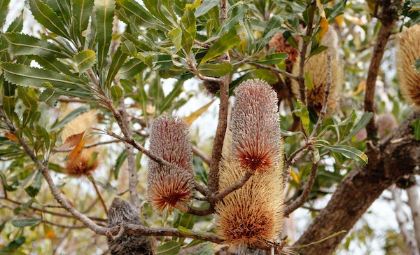 Banksia plant