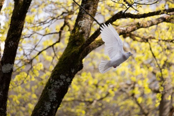 Peace bird