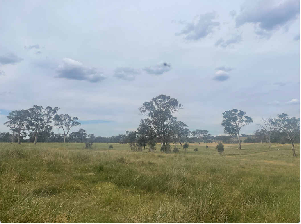 A vast grassy landscape of Mulligan's Flat with scattered eucalyptus trees under a partly cloudy sky.
