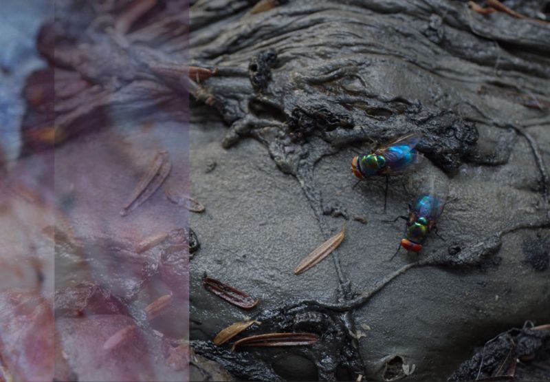 Image for Ecstatic Corpse: Research-Creation in Bodily Decomposition