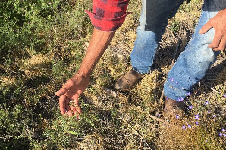 A man wearing jeans leans down to touch a native plant